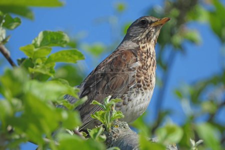 Song Thrush, Turdus philomelos, perched on tree branch, blurred background of sky and leaves