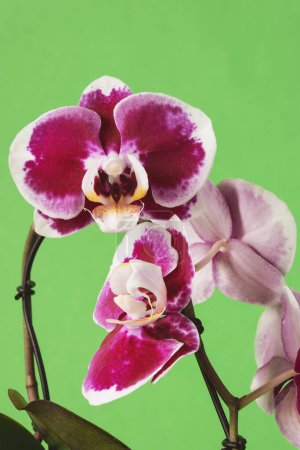 Phalaenopsis Orchideenkeimling mit blühenden Blumen und Halter auf grünem Hintergrund
