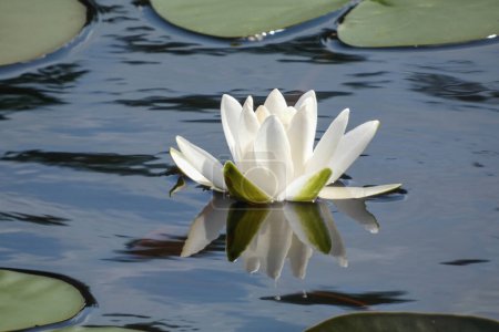 A single water lily blooms with pure white petals, gently floating on the surface of a calm pond, reflected in still water.