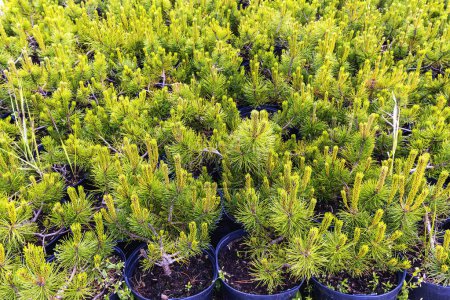 View of deep green pine seedlings growing in black pots arranged in rows at a plant sale. The bright green color of the new foliage indicates a healthy growth phase typical of early spring conditions
