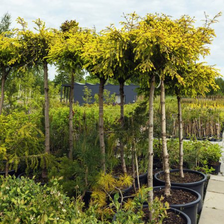 Various potted trees and plants neatly placed in an outdoor nursery for sale. The plants are characterized by bright green shades and different shapes