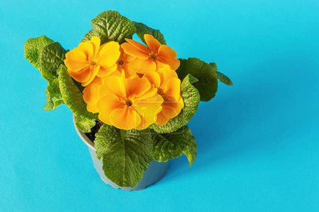 Primrose seedling with yellow blooming flowers, top view on blue background