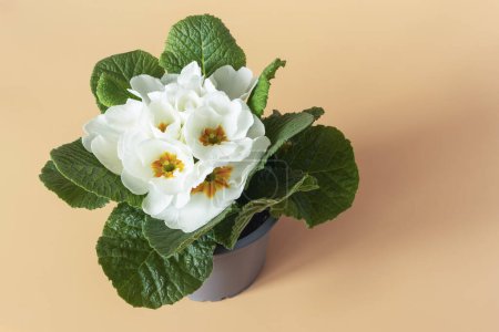 Top view of spring primrose seedlings with white blossoms on orange background