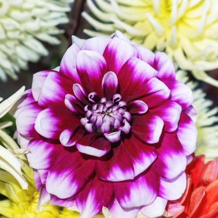 Foto de Una impresionante dalia púrpura con acentos blancos se destaca en un arreglo multicolor, mostrando la belleza de su intrincada estructura pétala y la diversidad de flores dentro del ramo.. - Imagen libre de derechos