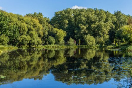 A peaceful summer day is captured at a tranquil pond, surrounded by a lush forest. The clear blue sky reflects perfectly in the calm water, mirroring the dense foliage and creating natural beauty.