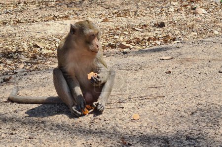 A lone monkey sits on the ground and holds a piece of fruit with delicate precision. The animal appears to be eating surrounded by dry leaves and twigs in bright sunlight.