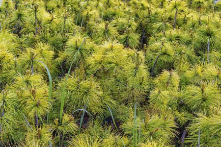 Tanques densos de plantas de papiro verde prosperan en la venta, y sus grupos en forma de estrella muestran un ecosistema acuático vibrante y saludable.