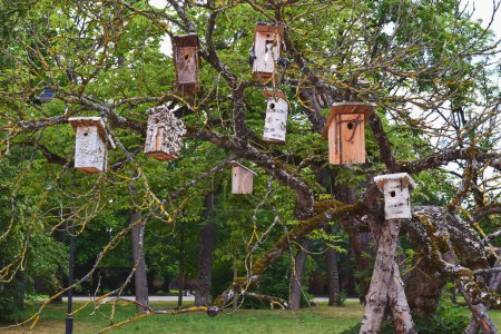 Various styles of simple wooden birdhouses hang from tree branches. The tree, with its textured bark and verdant leaves, sits in a tranquil park setting and provides a safe haven for birds.