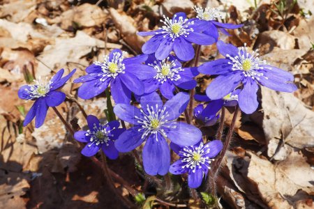 Bright with petals and soft white cents, a cluster of bright blue wildflowers emerge from among the brown fallen leaves.