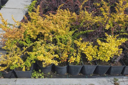 Rows of black nursery pots filled with lush, bright shrubs line the sidewalk for sale. The foliage features a beautiful contrast of yellow and purple leaves