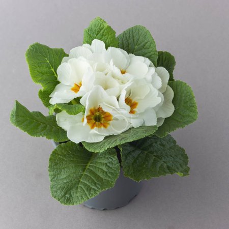 View of spring primrose seedlings with white flowers on gray background with pot from above