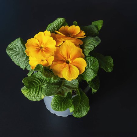 Primrose seedling with yellow blooming flowers in a pot on a dark background