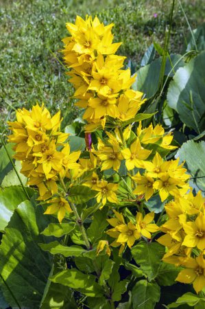 Yellow lose estrife ist eine atemberaubende Wildblume mit leuchtend gelben Blüten, die in einer stachelartigen Traube angeordnet sind. Es ist beliebt in Gärten und im Garten- und Landschaftsbau und dient als wertvolle Nahrungsquelle für Wildtiere.