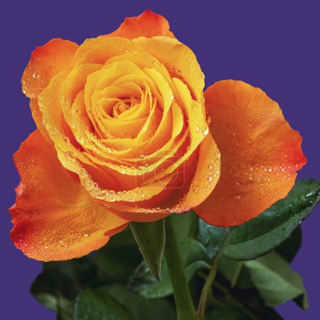 An orange blooming rose with dew drops, its petals unfold gracefully, the bright orange hues contrast sharply with the bright purple background