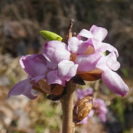 Close-up of beautiful blooming flowers of Daphne mezereum in a spring garden. The vibrant colors and delicate petals make for a stunning nature image.