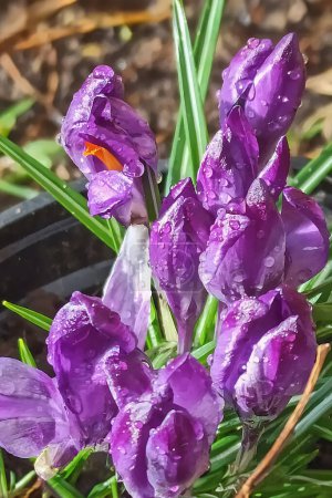 Foto de Un primer plano de flores de cocodrilo púrpura con gotas de lluvia en un jardín de primavera, mostrando la belleza de la renovación de la naturaleza y los colores vibrantes de la temporada. - Imagen libre de derechos