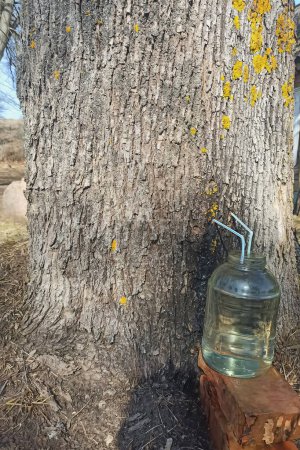 Mit einem Plastikschlauch sammelt man im Frühling Ahornsaft in einem wunderschönen Waldhintergrund. Der Saft wird in einem Glas gesammelt, um Ahornsirup herzustellen.