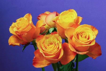 Orange blooming rose with dew drops, its petals unfold gracefully, bright orange shades contrast sharply with a bright purple background