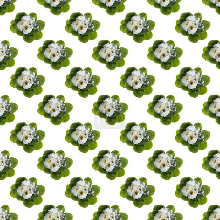 Image of primrose seedlings with white flowers on a white background isolated as a seamless pattern background