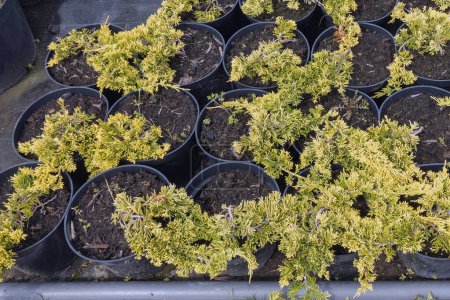 Photo for Rows of young juniper plants with rich green and yellow foliage are neatly arranged in black pots. They grow in a commercial nursery, ready for planting or sale. - Royalty Free Image