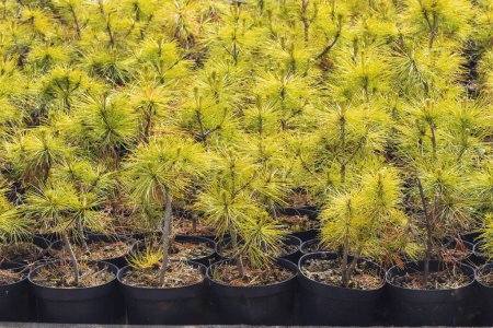 Rows of bright green pine saplings for sale in black pots neatly arranged in a nursery for growing young