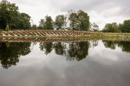 Un parque de hortensias en la orilla de un estanque en otoño con reflejos cerca del bosque en un día de niebla. Karsakiskis. Lituania. 01. 09. 2021.