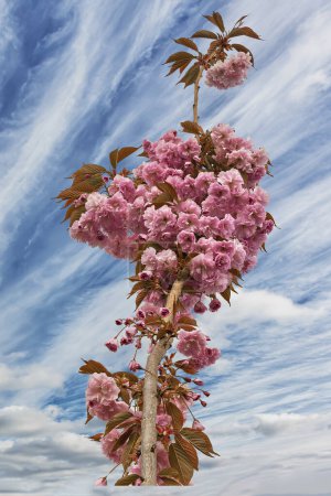 Close-up view of beautiful kanzan ornamental cherry tree blossoms with a clear blue sky in the background. The delicate pink flowers stand out against the bright sky.