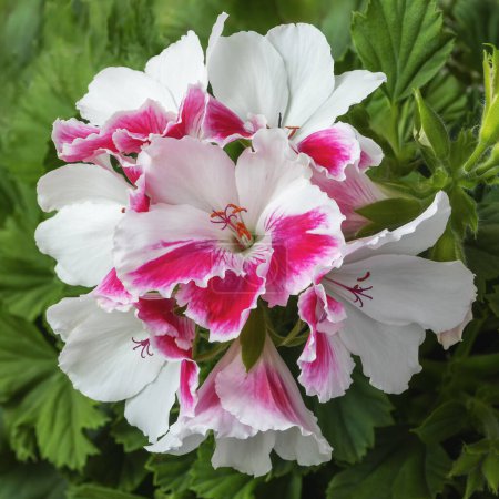 Pelargonium o Pelargonium Grandiflorum flor. Primer plano de Pink Regal pelargonium. Planta burghi de la variedad grandiflora real pelargonium. Flor de canaán o geranio.