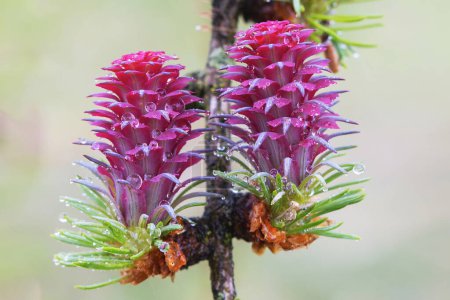 The beauty of a larch branch with two small flowers and raindrops shining in the soft light of early spring, revealing the fresh and delicate essence of the season.