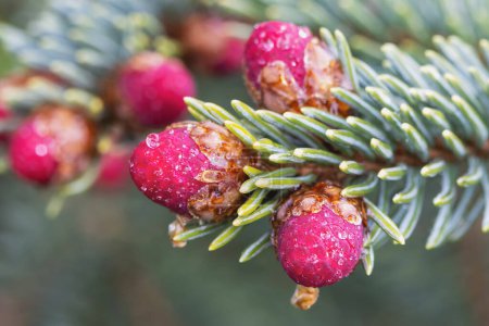 Silver fir's fresh purple buds with raindrops blooming bright spring colors, a close-up view shows the beauty of nature and the arrival of new life.