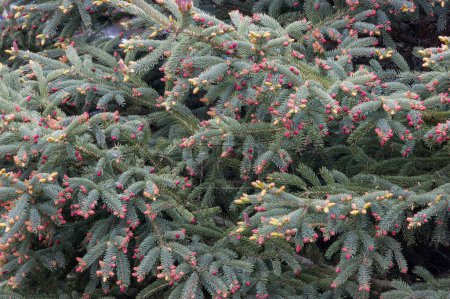 A close-up view of a silver fir branch with fresh purple buds blooming in bright spring colors shows the beauty of nature.