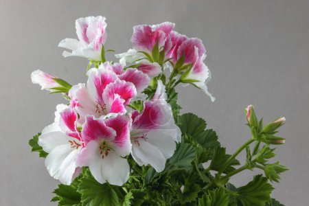 Pelargonium ou Pelargonium Grandiflorum fleur. Le pélargonium rose royal se rapproche. Burghi plante de la variété grandiflora royal pelargonium. Fleur de canaan ou de géranium sur fond gris