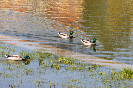 In the spring, three mallards swim together in the water along the shore looking for food.