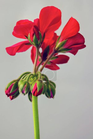 Pelargonium flower blossom with buds on gray background, side view