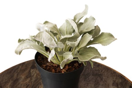Angel Wings flower, Senecio candicans in pot on table on white background isolated