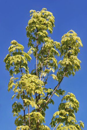 Grünweißes Laub des Ahorns Drummondii - Acer platanoides Variegata an einem sonnigen Frühlingstag vor blauem Himmel.