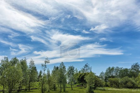 Un après-midi de printemps représente des arbres verts luxuriants debout contre un ciel bleu orné de nuages à plumes blanc doux.