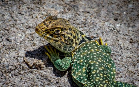 Colorful Eastern Collared Lizard resting in the summer heat