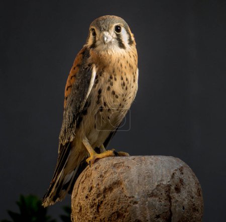 An American Kestrel resting on a residential courtyard fountain on a sunny morning in Cave Creek,  Arizona.