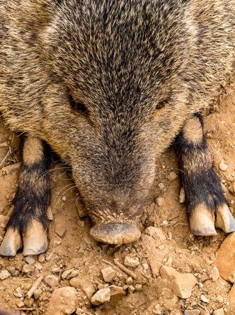 A Javelina (pecary) taking a siesta lounging in the Sonoran Desert of Tucson,  AZ