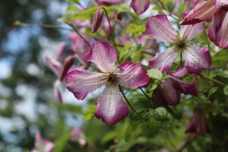 Foto de The beautiful summer flowers of the climbing plant Clematis viticella 'Minuet'. A cluster of white and pink blooms with copy space to the left. - Imagen libre de derechos