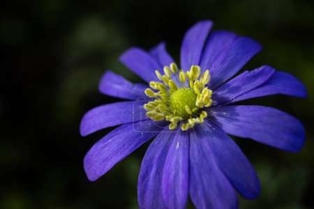 Nahaufnahme des schönen Purpurs einer Anemone blanda Blume, die auch als griechische Windblume oder Balkananemone bekannt ist. Kopierraum nach links.
