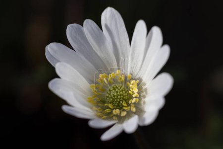 Close up image of the beautiful white of an Anemone blanda alba flower also known as Grecian windflower or Balkan anemone. Isolated on a natural dark background.