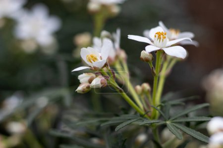 Nahaufnahme der schönen weißen Blüten von Choisya x dewitteana 'Londaz' 'White Dazzler'. Auch als Mexiacn Orange bekannt, ist es ein kleiner aromatischer immergrüner Strauch.