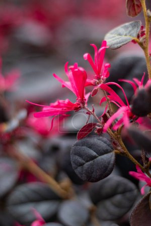 Nahaufnahme der wunderschönen leuchtend rosa Blüten von Loropetalum chinense Black Pearl, auch bekannt als L.c. rubrum'Black Pearl'. Es ist ein halbimmergrüner Strauch mit interessantem dunklen, fast schwarzen Laub.