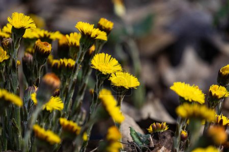Die schönen gelben Frühlingsblumen von Tussilago farfarfara, gemeinhin als Coltsfoot bekannt. Blüht im Frühling in einer natürlichen Umgebung. In Eurasien beheimatet, ist es in einigen Gegenden zu einem invasiven Unkraut geworden.