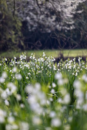 Frühling Blumen Hintergrund der schönen weißen Leucojum aestivum blüht. Auch bekannt als Loddon-Lilie oder Sommerschneeflocke, mit Kopierraum oben und unten. Selektiver Fokus.