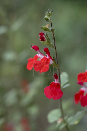 The beautiful Red and White Flowers of Salvia microphylla 'Hot Lips', also known as Mexican Salvia. Captured in close-up against a blurred natural green background.