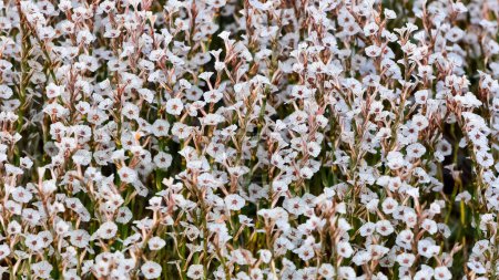 Téléchargez les photos : Plantes sauvages, photos de petites fleurs blanches - en image libre de droit