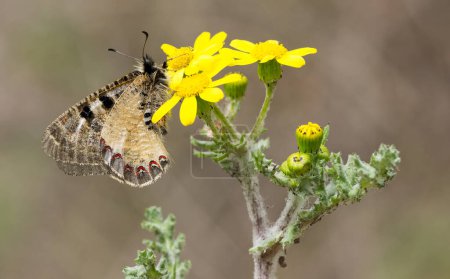 Foto de Fotos de flores y mariposas en la vida natural - Imagen libre de derechos